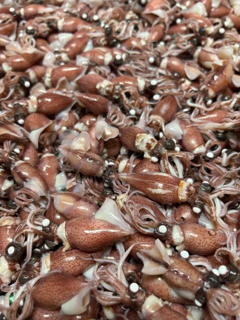 今が旬！！　ほたるいか美味しい～よ！