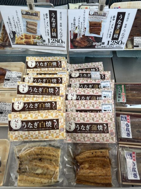 時代はメスうなぎ！